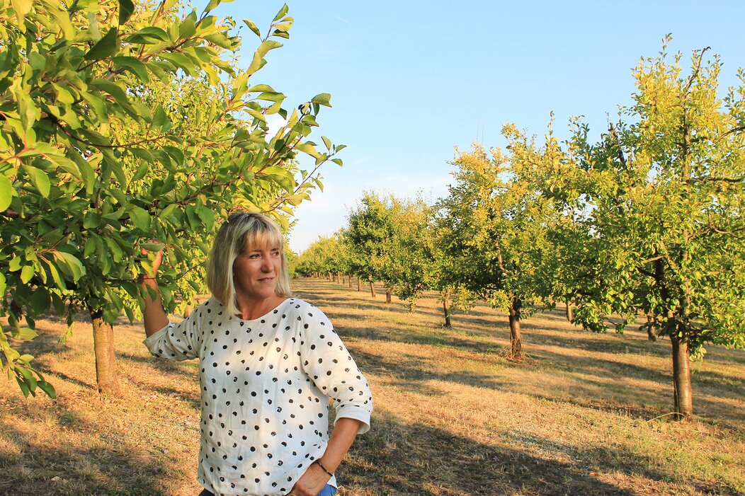 Véronique Cabos, productrice et transformatrice de pruneaux dans son champ de prunes d'ente.